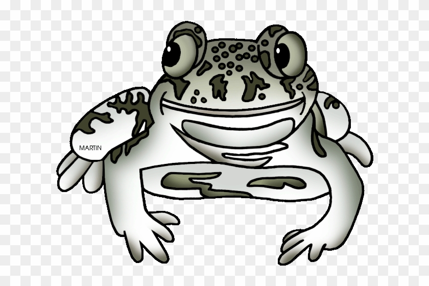 New Mexico State Amphibian Spadefoot Toad - Anaxyrus #671869