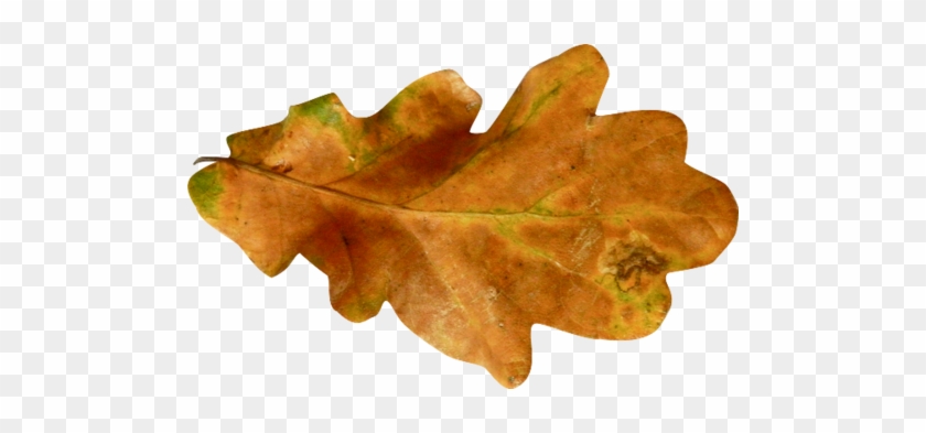 Autumn #672226