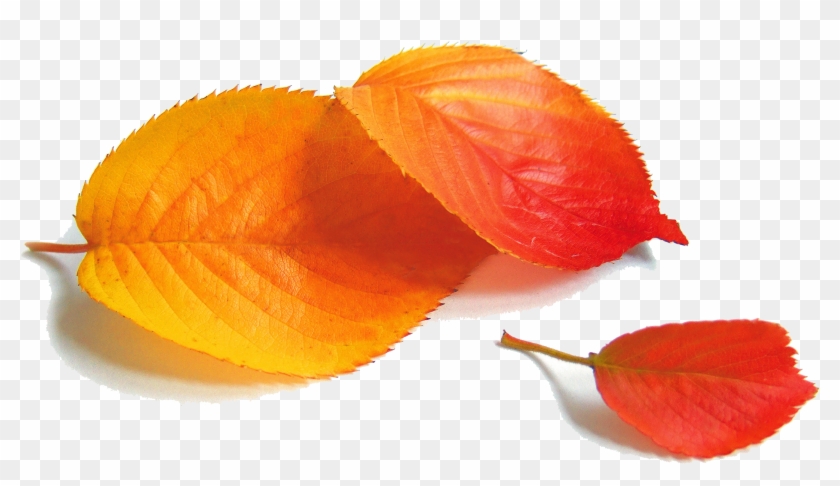 Poster Autumn Pop - Poster Autumn Pop #673010
