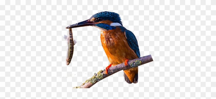 Bird #673449