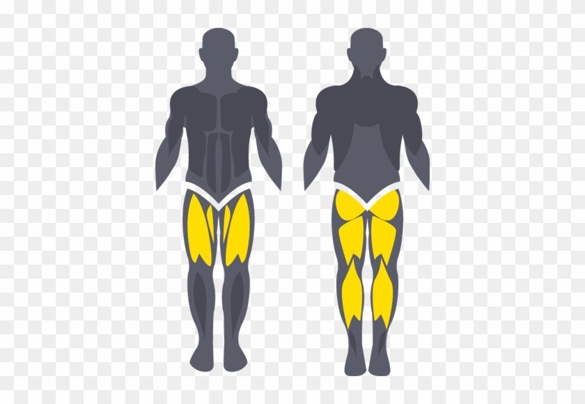 Quadriceps - Illustration #674268