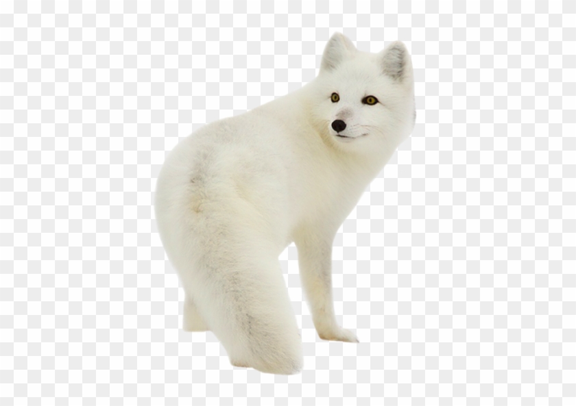 Download Png Image Report - Песец Пнг #677263