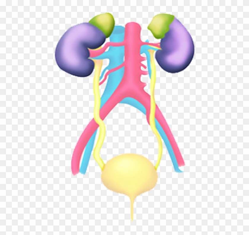 Genital Urinary System - Excretory System #677474