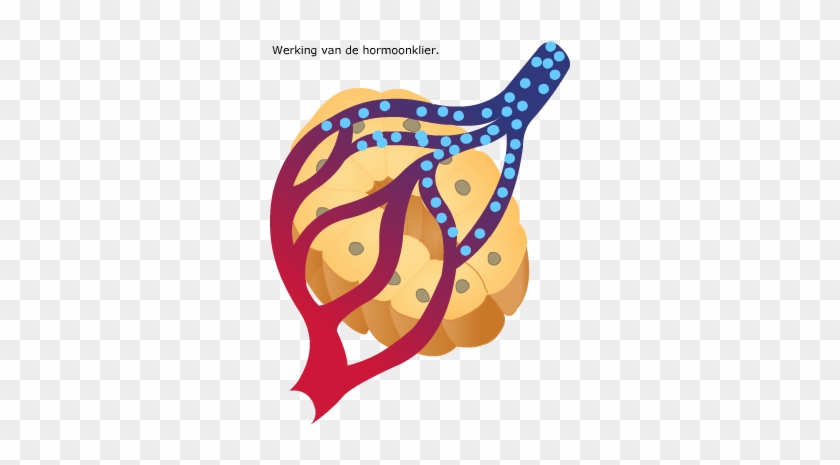 Hormoonklieren - Illustration #678892
