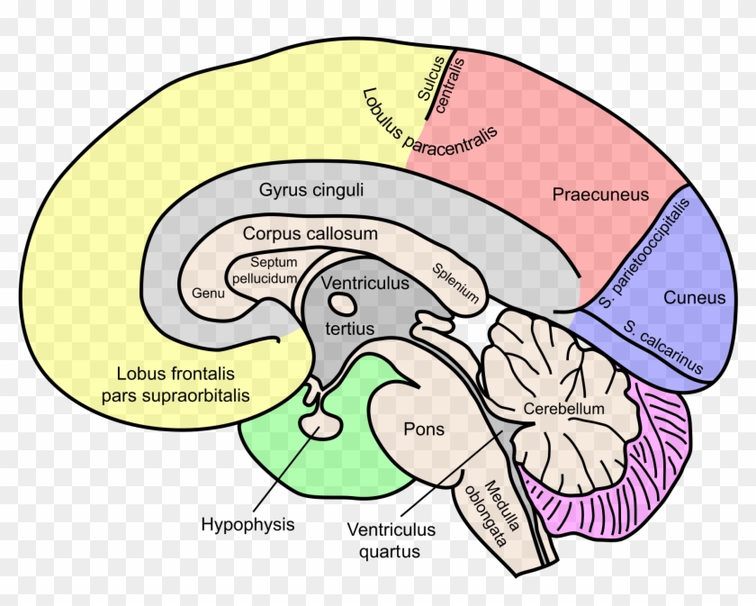 Wir Gegen Sie” Gibt Es Eine Biologie Der Ausgrenzung - Cingulate Gyrus And Corpus Callosum #678931
