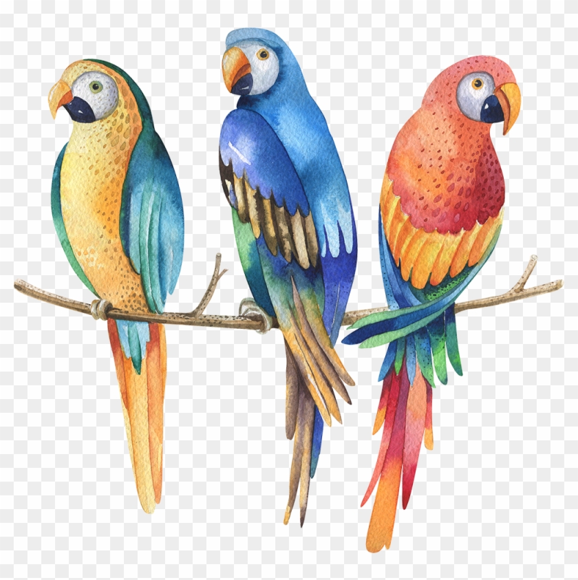 Enjoyed Both Books, But Today I Have Just Finished - Tropical Bird On White Background #679265