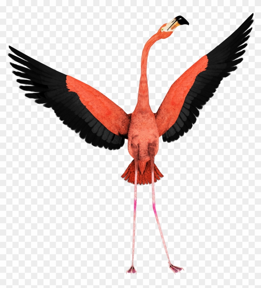 Flamingo - Flamingo Transparent Background #679819