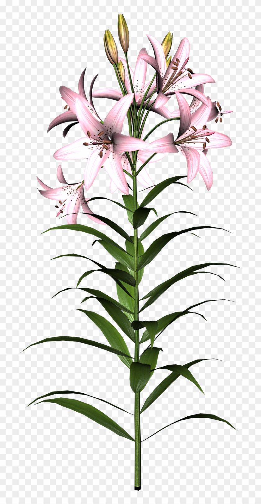 Free High Resolution Graphics And - Flower #126189