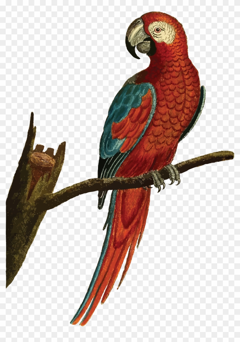 Free Clipart Of A Macaw Parrot Bird - Parrot Illustration Png #679863