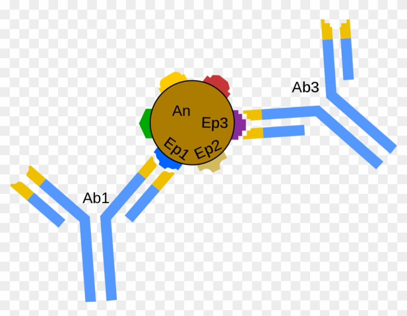 Immunology - Antiges Epitopes #679870