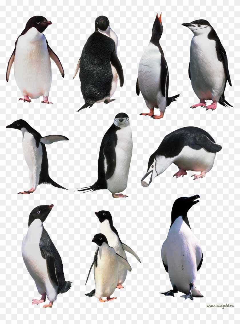 Penguins Png Image - Curriculum Yellow Pages [book] #681008