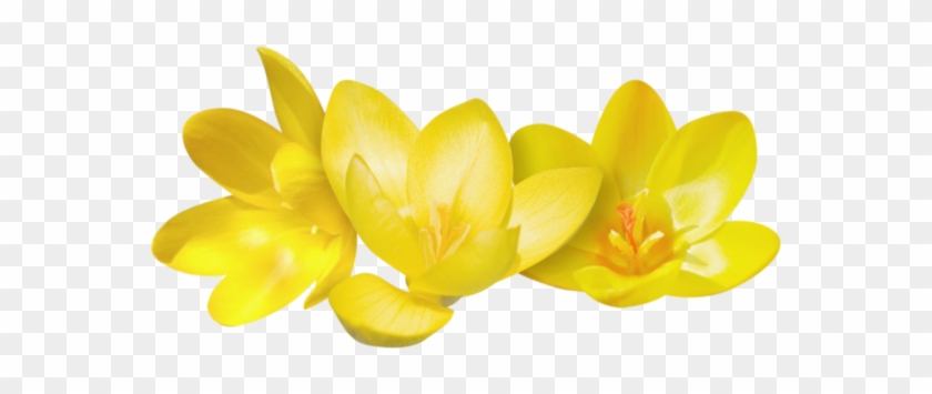 Crocus - Yellow Crocus Png #684945