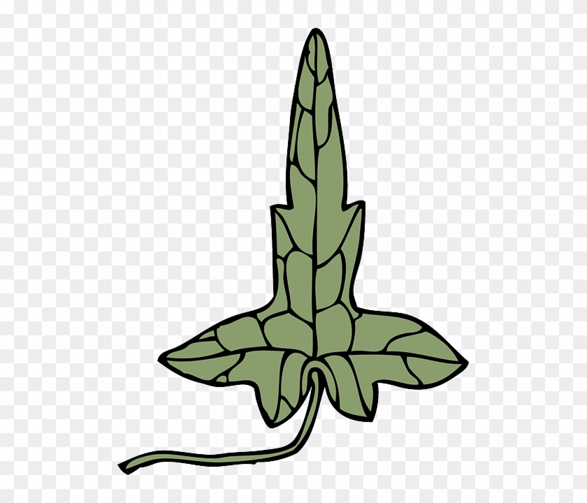 Plant, Medicine, Extract, Medical, Ivy, Herbal - Clip Art #685369
