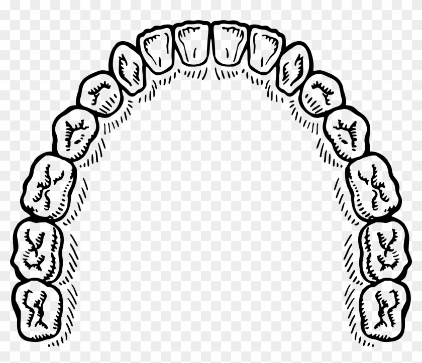 Teeth Png - Teeth Vector Free #687139