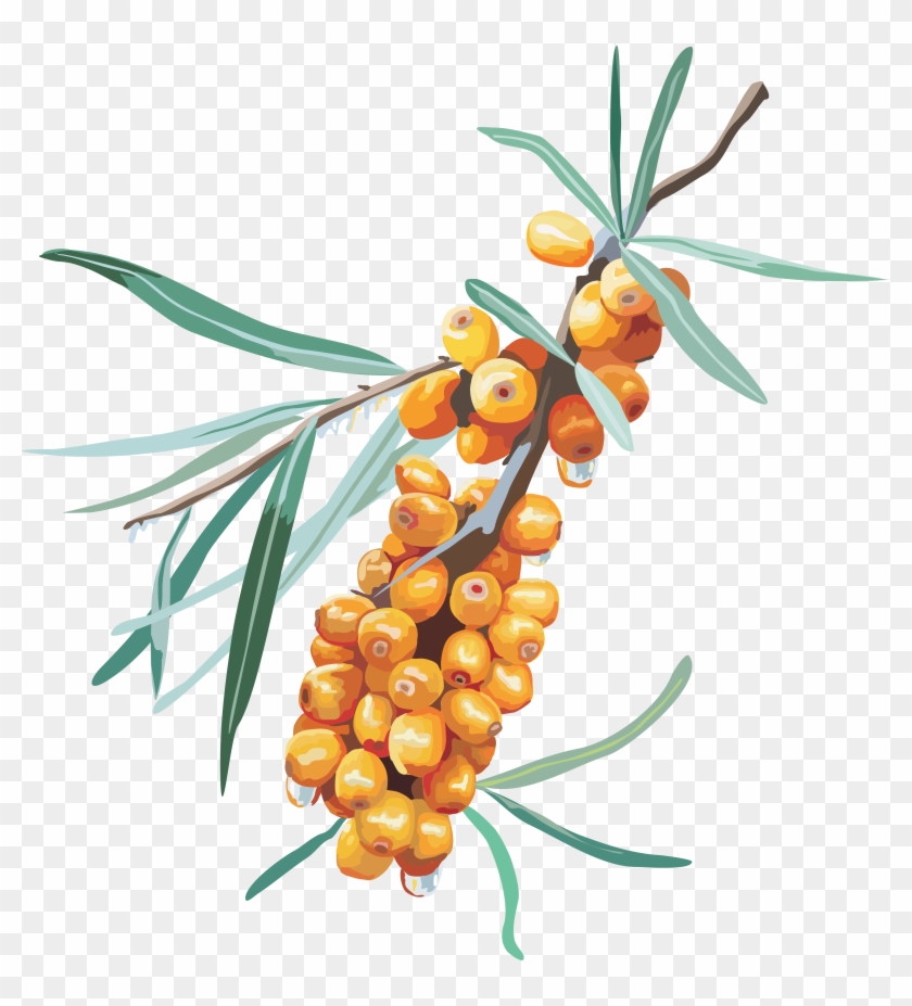 Sea Buckthorn Png - Sea Buckthorn Png #688327