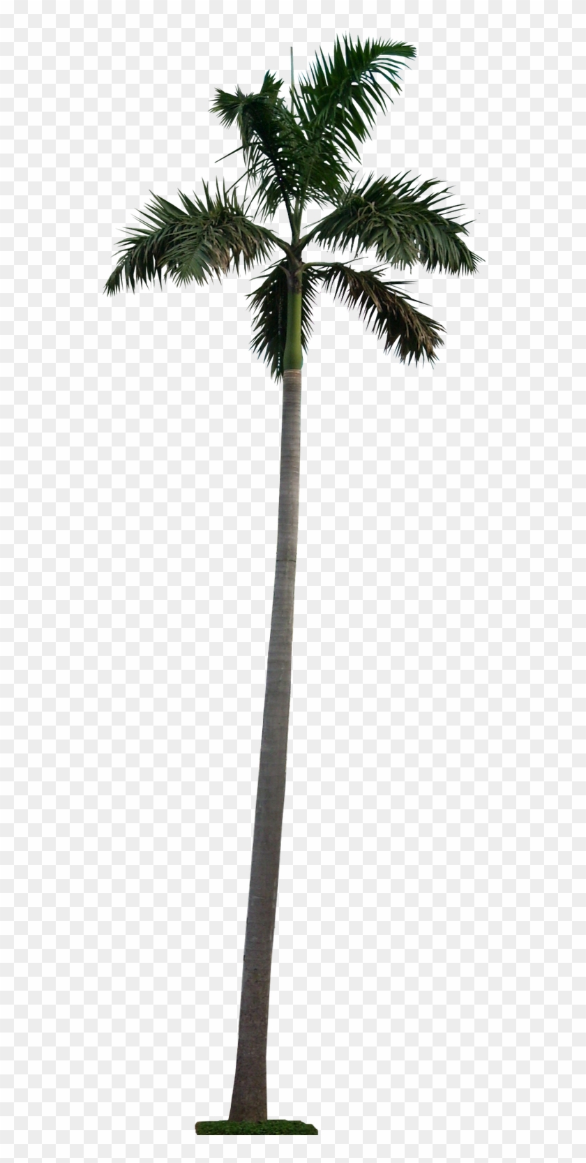 20 Tree Png Images For Architecture, Landscape For - Palm Tree Cutout Png #692943