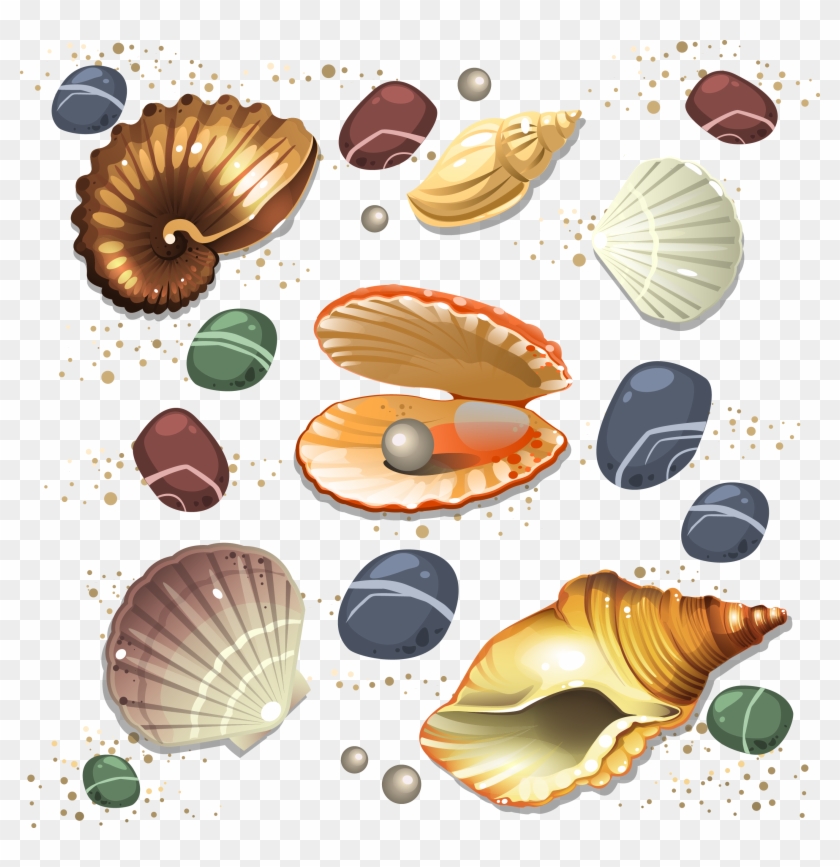 Seashell Conch Scalable Vector Graphics - Sea Shells Vector #692995