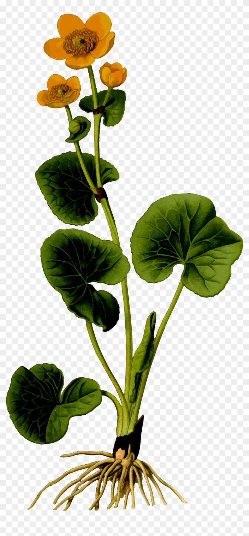 Marsh Marigold 2 - Marsh Marigold Png #696006