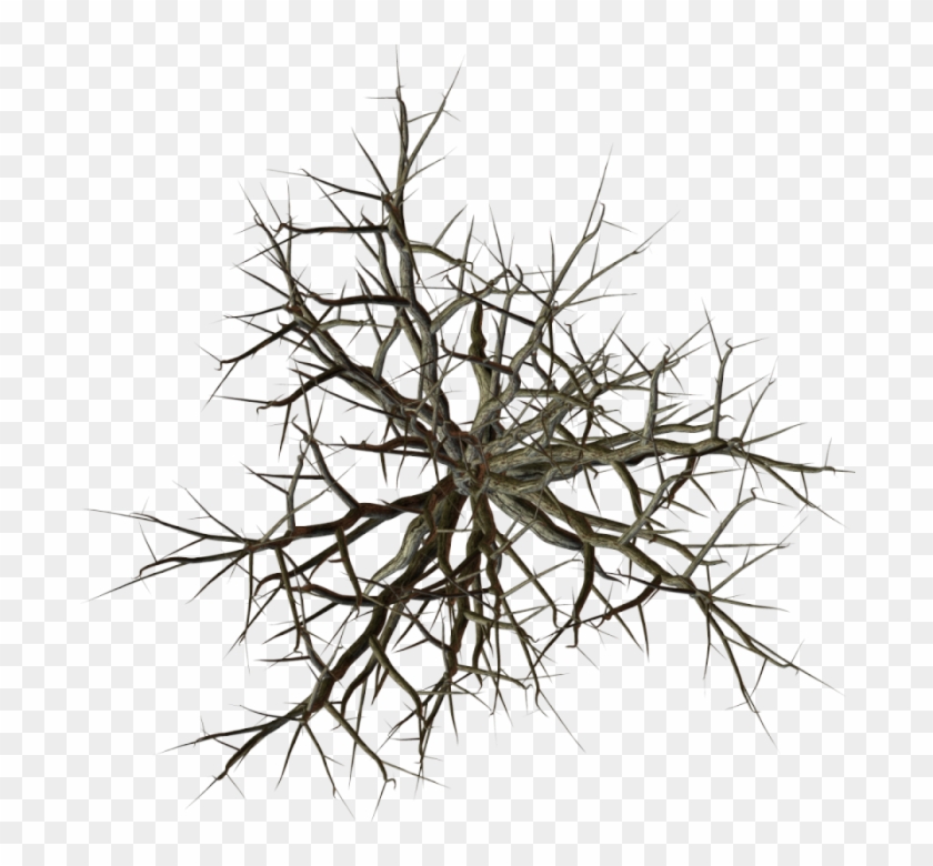 Branches Top View Png #696341