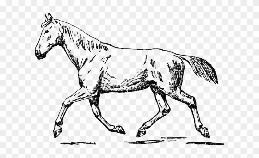 Montures Cheval - Drawing #697298