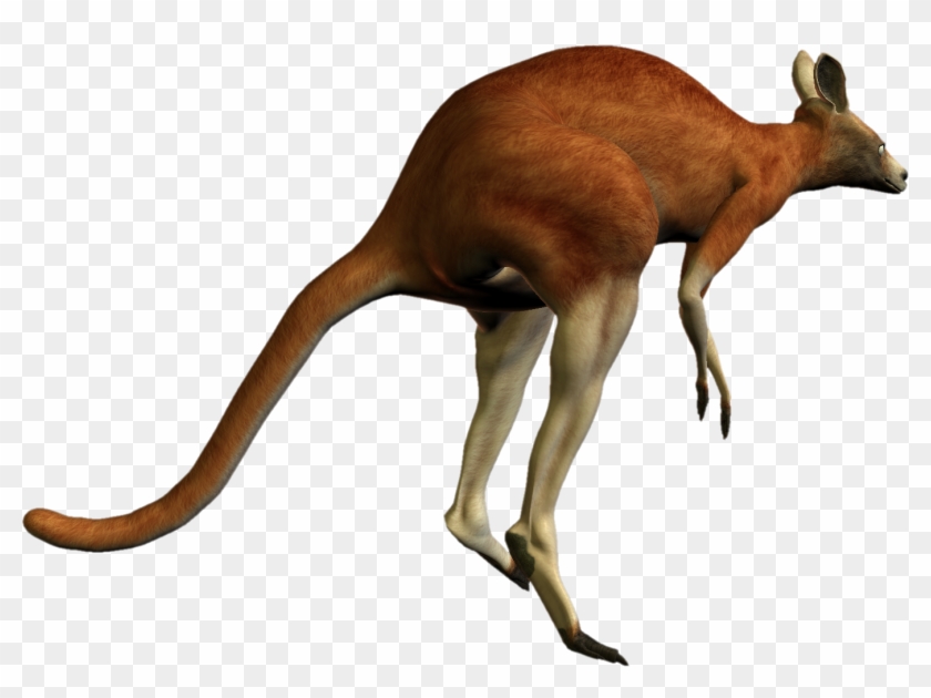 Kangaroo Png Transparent Images - Transparent Red Kangaroo #699679