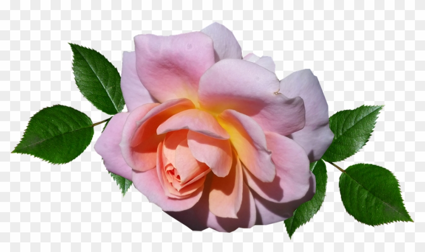 Flower #700640