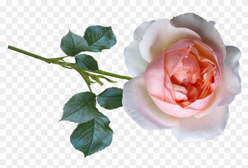 Rose #700767