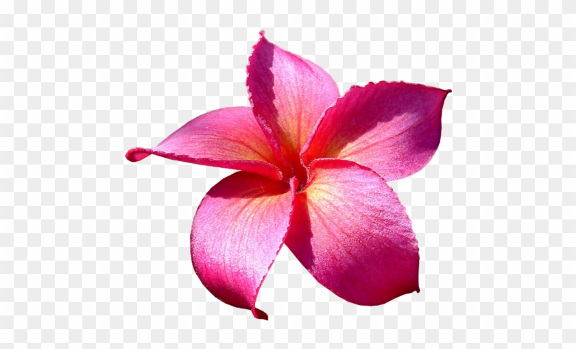 Plumeria Çiçeği Png Resimleri, Png Çiçek Görselleri, - Flower #700804