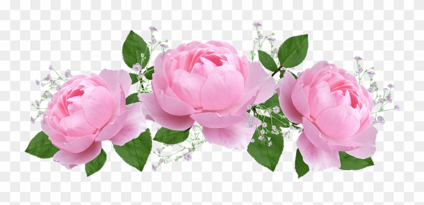 Flower, Floral, Rose, Flora, Petal - Rose De Saint Valentin #701263