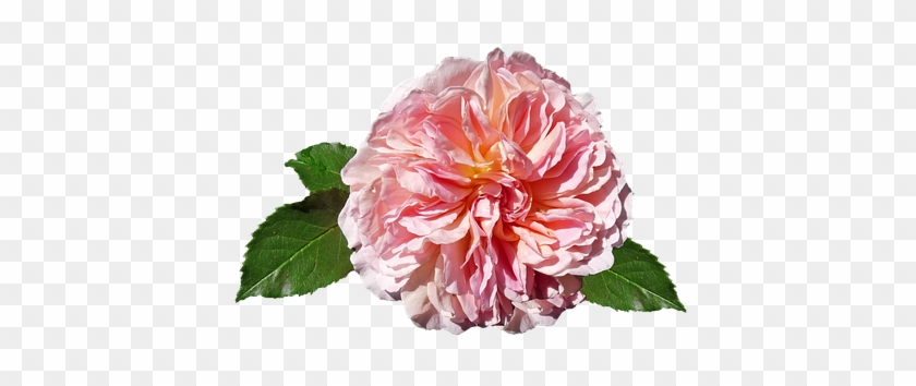 Rose, Pink, David Austin, Cut Out - Rose Image Hd Pastel Png #701410