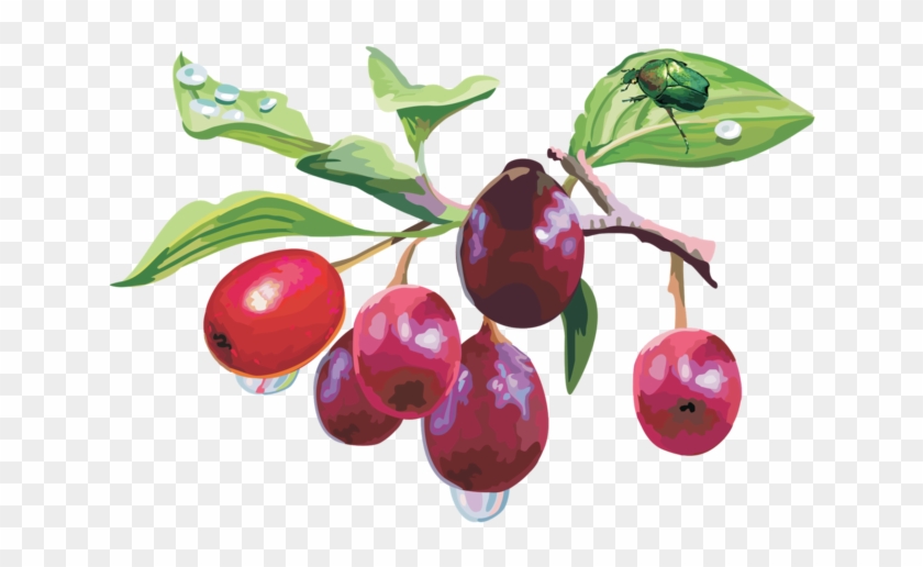 Rose Hips And Animals - Кизил Пнг #701491