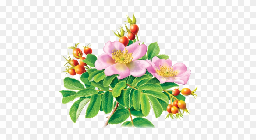 Rose Hips, The “fruit” That Grows On The Prickly Branches - Rose Hip Illustration Botanical #701520