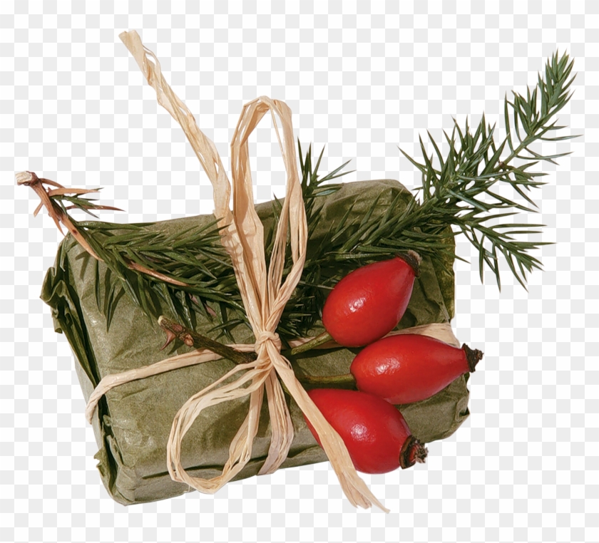 Rose Hips - Portable Network Graphics #701596