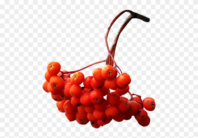 Rose Hips - Autumn #701604