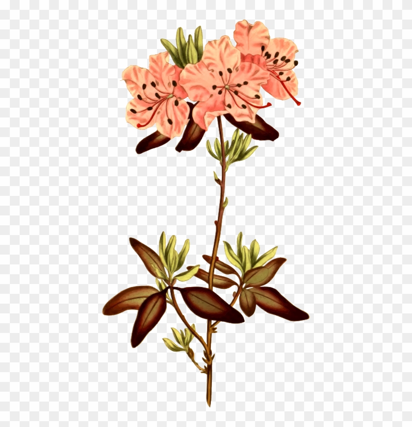 Medium Image - Zazzle Punktierte Leaved Rhododendron-illustration #701969