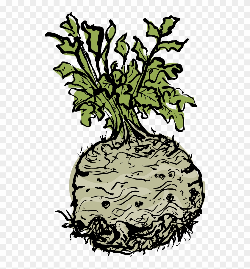 Celeriac - Illustration #703816