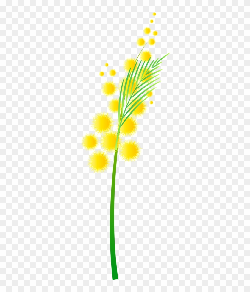 Mimosa - Mimosa #704376