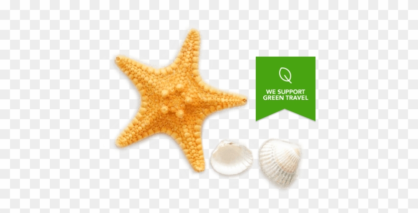 Contact Us - Seashells And Starfishes Pattern #705172
