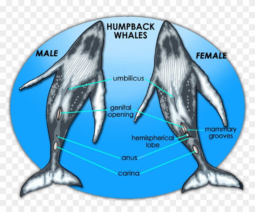 An Illustration Of The Anatomy Of The Humpback Whale, - Pixies #710366