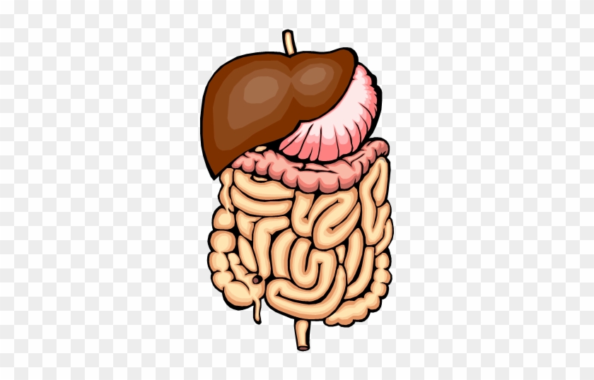 Hm00260 [1] - Digestive System Close Up #712928