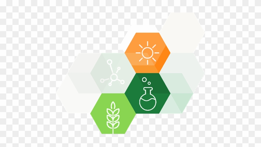 Global Team Cracks Ancestor Genome Of Groundnut - Emblem #714151