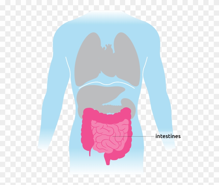 This Is Where The Intestines Are Situated In The Torso - Torso Intestine #715270