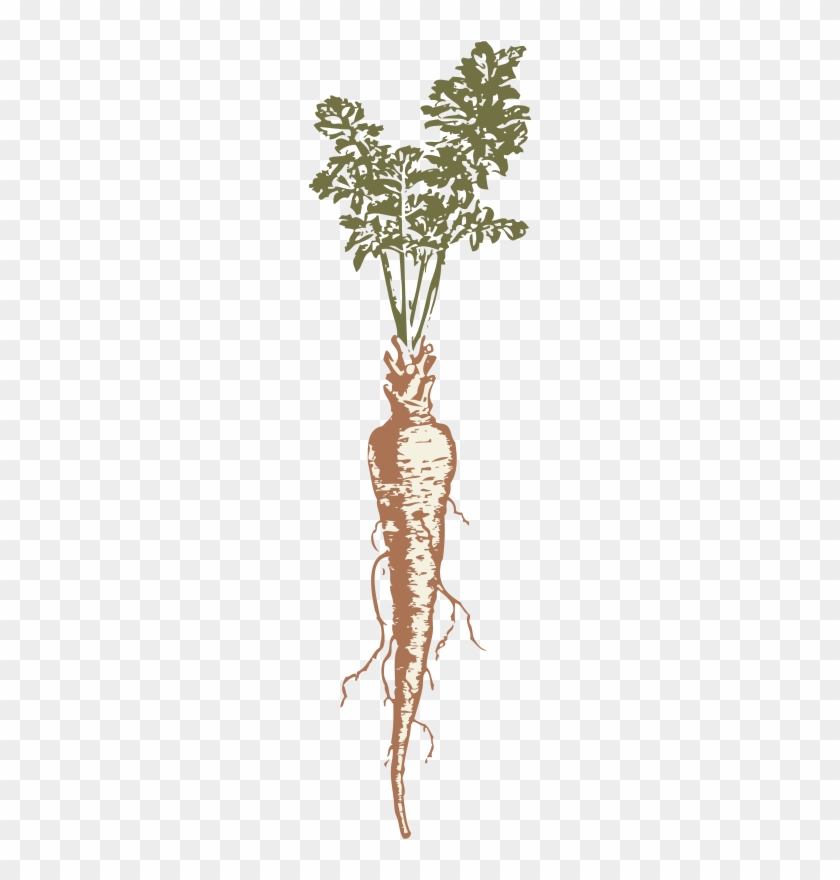 Get Notified Of Exclusive Freebies - Parsnip Drawing #717428