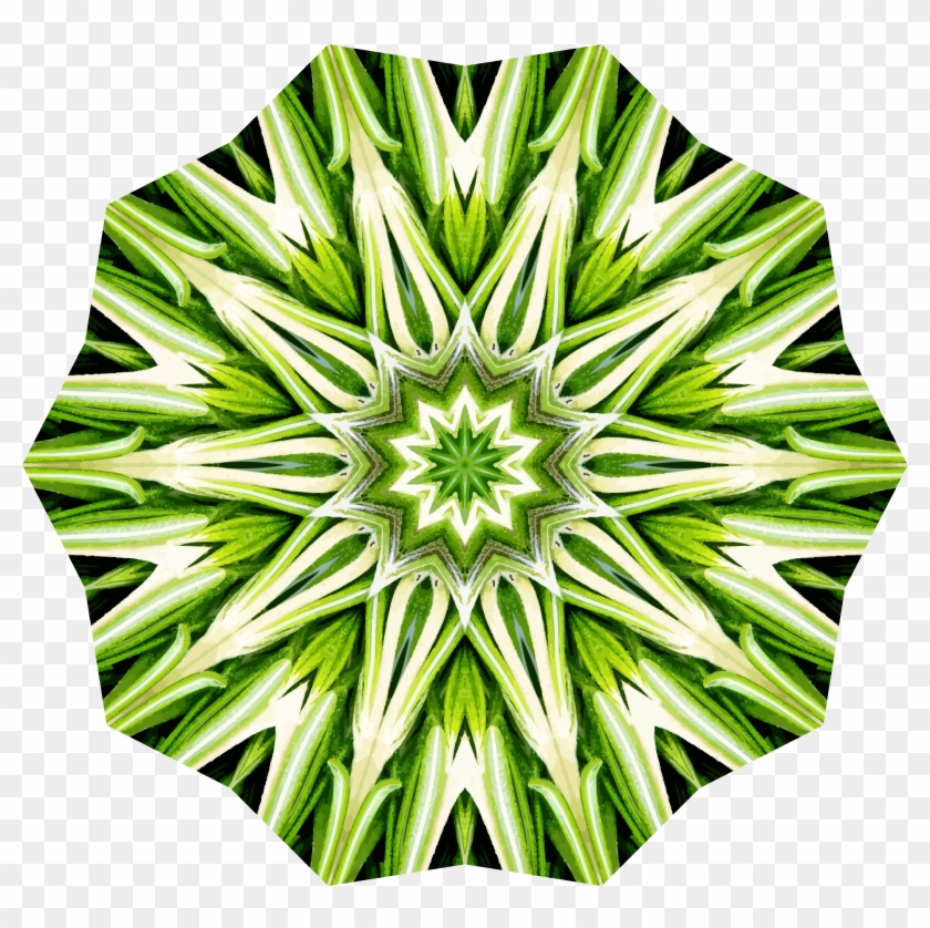 Rosemary Kaleidoscope 20 - Portable Network Graphics #719417