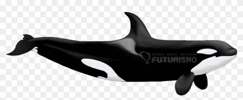 Killer Whale Png Transparent Images - Killer Well #722900