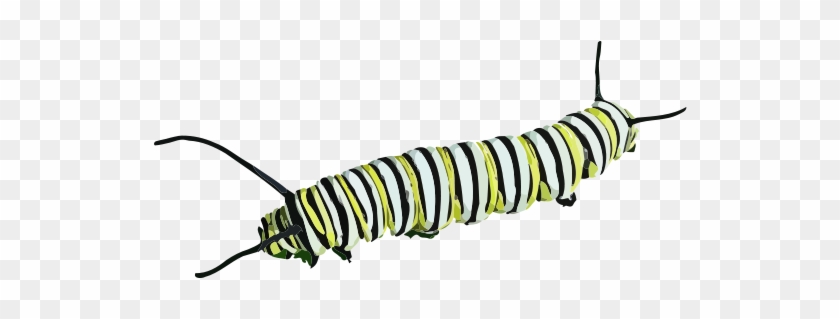 Caterpillar - Insectos Rastreros #129665