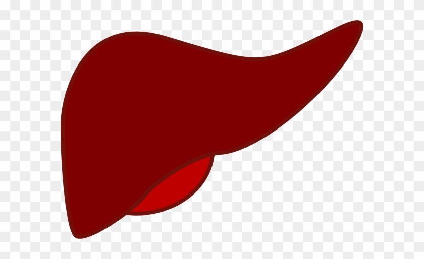 Liver Clip Art - Liver Clip Art Free #133394