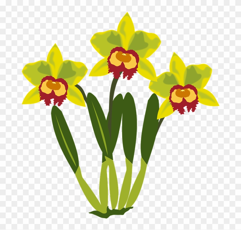Clip Art Flor Flora Flower Nature Orchid Orchids - Clip Art #135849