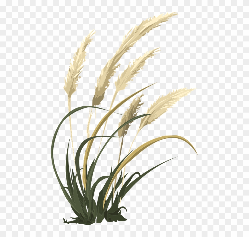 Wheat Cliparts 18, - Hoa Cỏ Lau Vector #732727