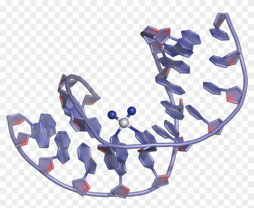 Cisplatin Dna Binding - Cisplatin Binding To Dna #733455